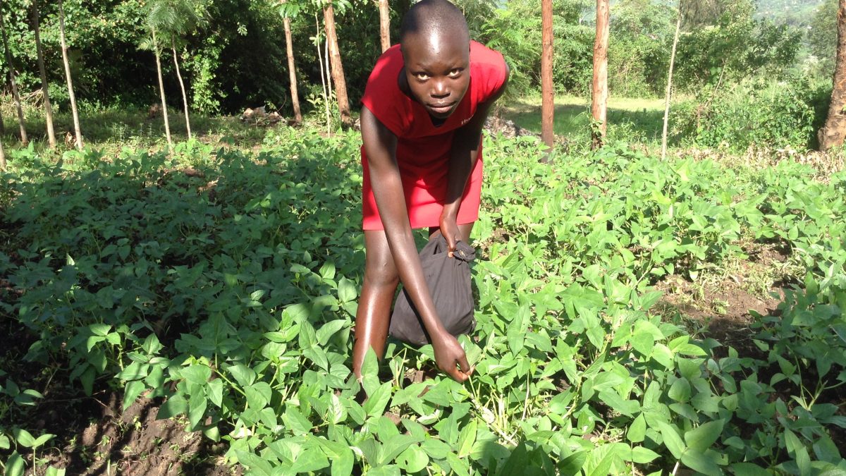 Arbeit statt Schule: 35 Prozent der Kinder in Kenia arbeiten täglich